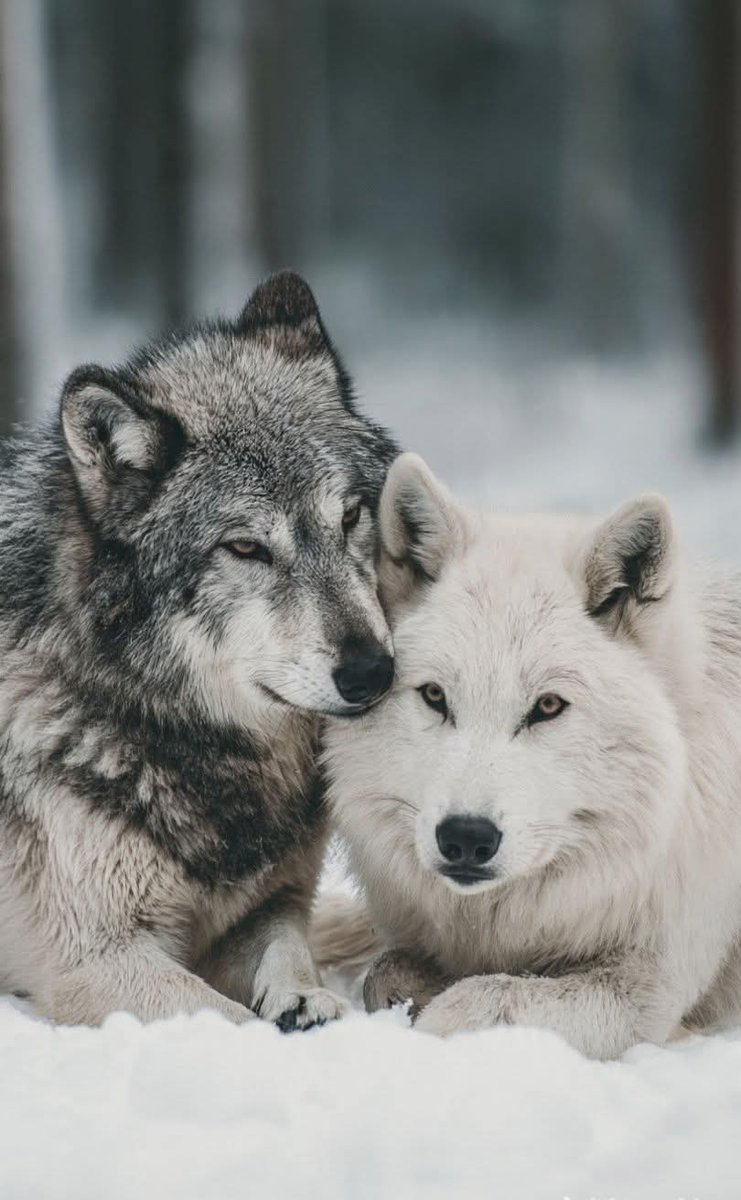 NatureAnimalw's tweet photo. https://t.co/YzPIW9p52t