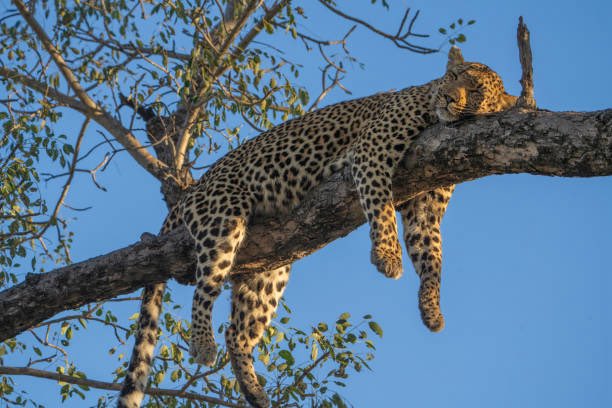 poeticdweller's tweet photo. i know it feels good af to be a leopard and dangle in a tree like this https://t.co/qweQtJO6yj