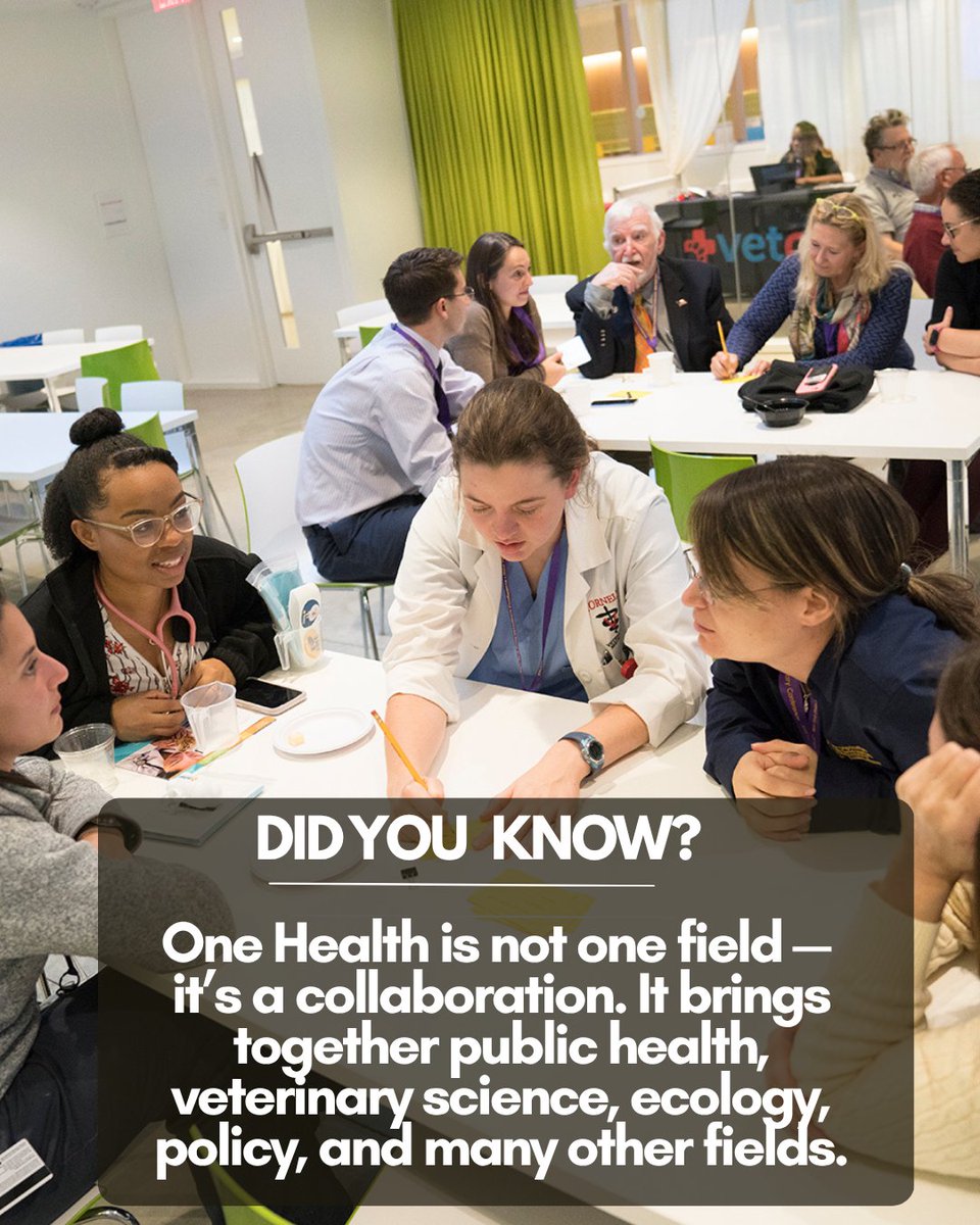CornellMPH's tweet photo. At Cornell Public Health, learning is deeply connected to real-world impact. Through a One Health collaborative approach, we understand that the health of people, animals, and ecosystems are all interconnected.

Learn more about Cornell MPH: https://t.co/pwCqTmWCBK https://t.co/d4Sa6IBuaE
