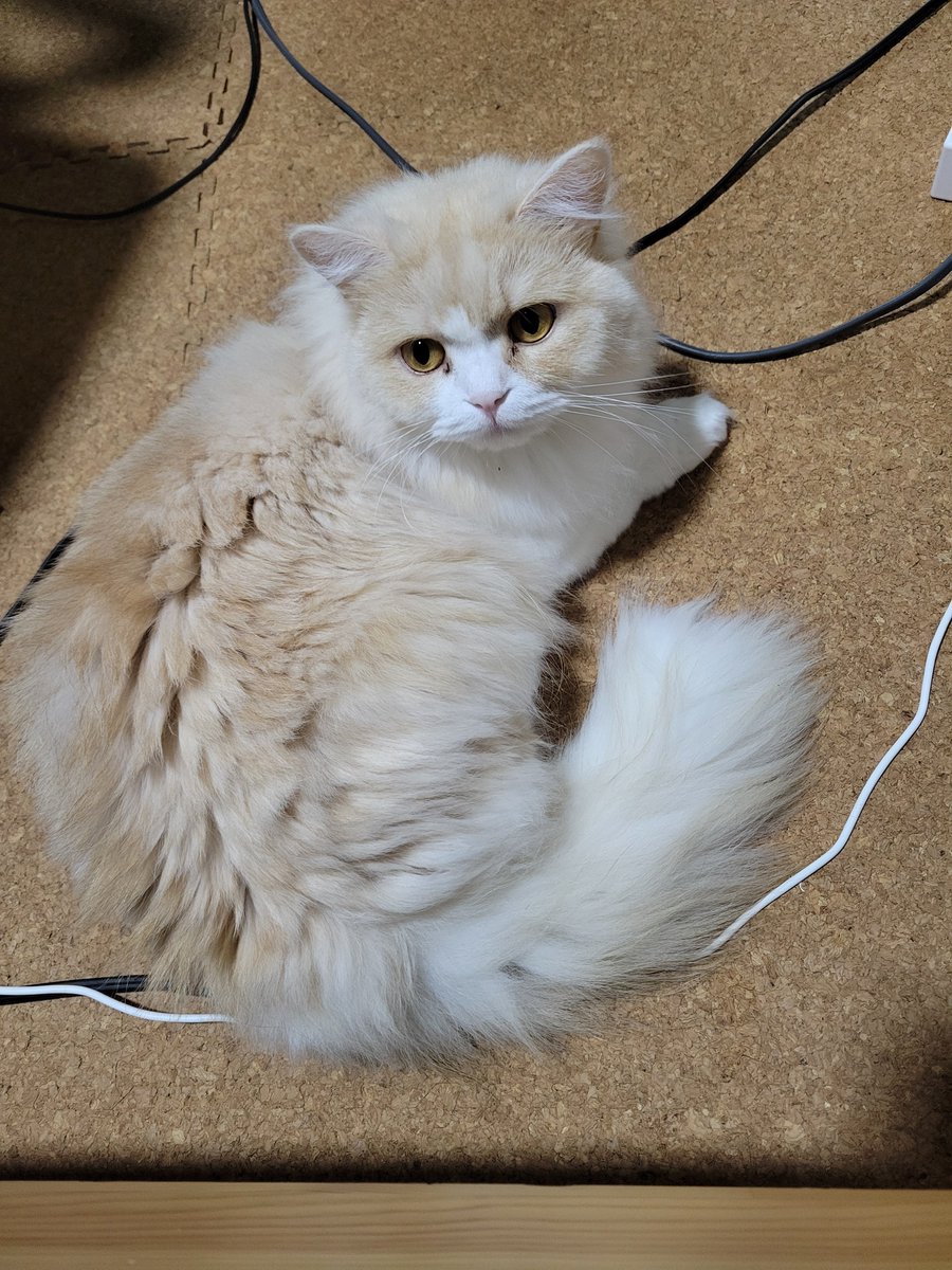 gotate_cat's tweet photo. 1433日目 台風の日もいつも通りな猫です https://t.co/PMuXQo0kAS