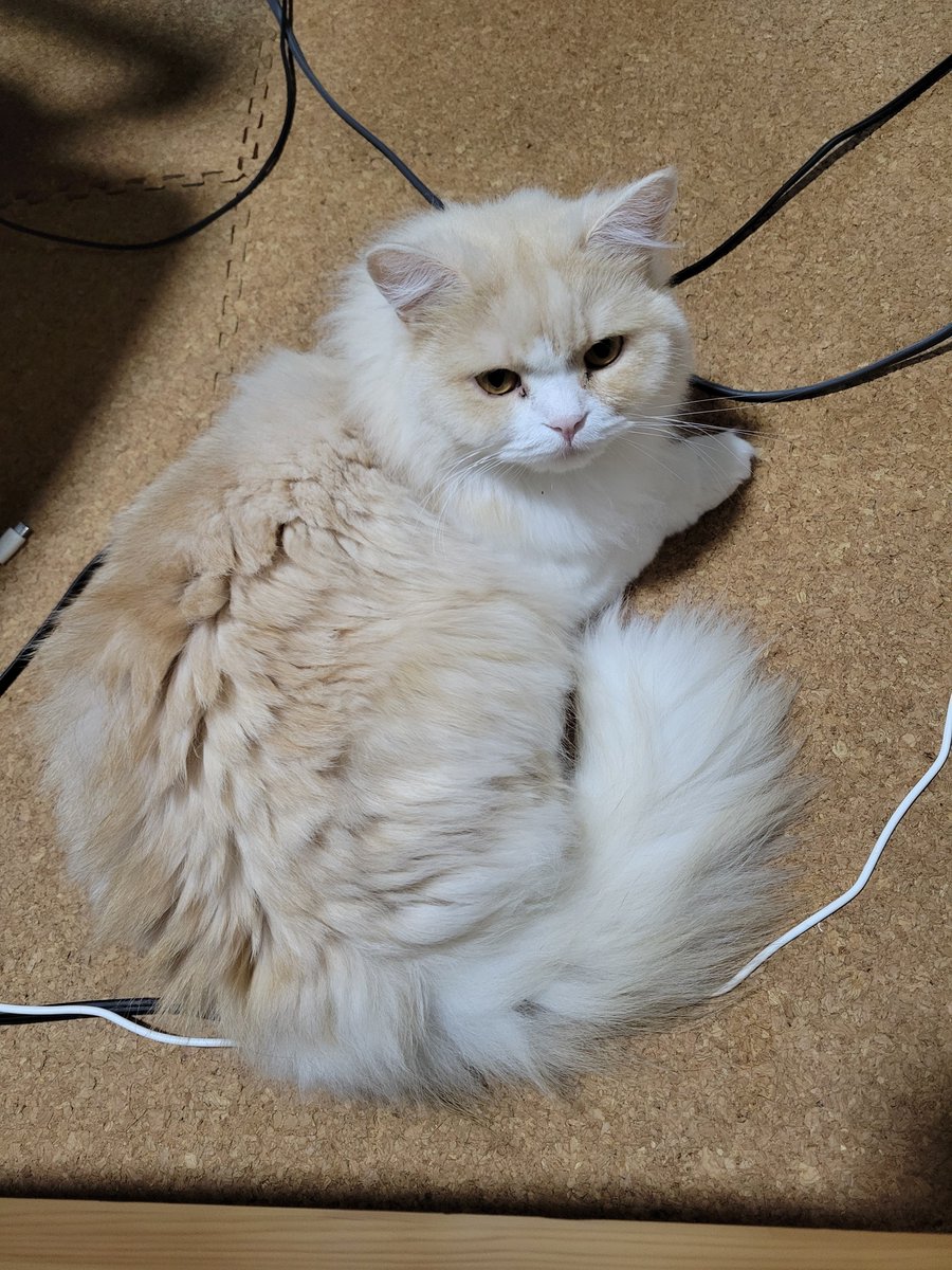 gotate_cat's tweet photo. 1433日目 台風の日もいつも通りな猫です https://t.co/PMuXQo0kAS