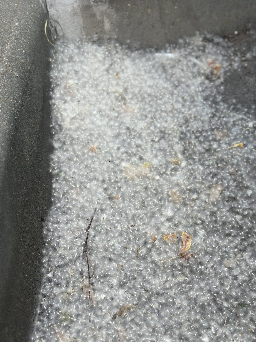 domntm's tweet photo. The dandelion fluff looks just like powdery snow. https://t.co/xx5cYehcf0