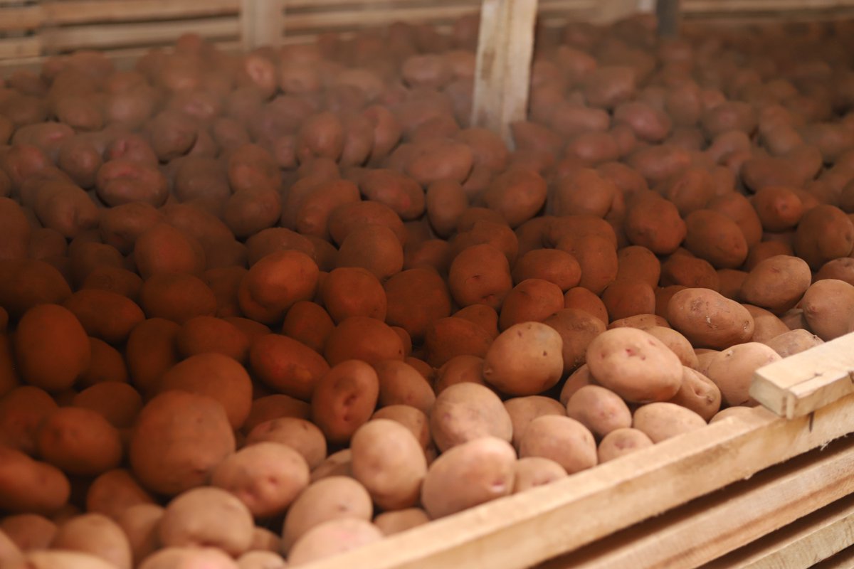 CByumba's tweet photo. Farmers sort harvested seed potatoes into three categories: large, medium, and small before storing them in the cooperative warehouse, ensuring quality seed management for future production. https://t.co/CavRVPYZKj