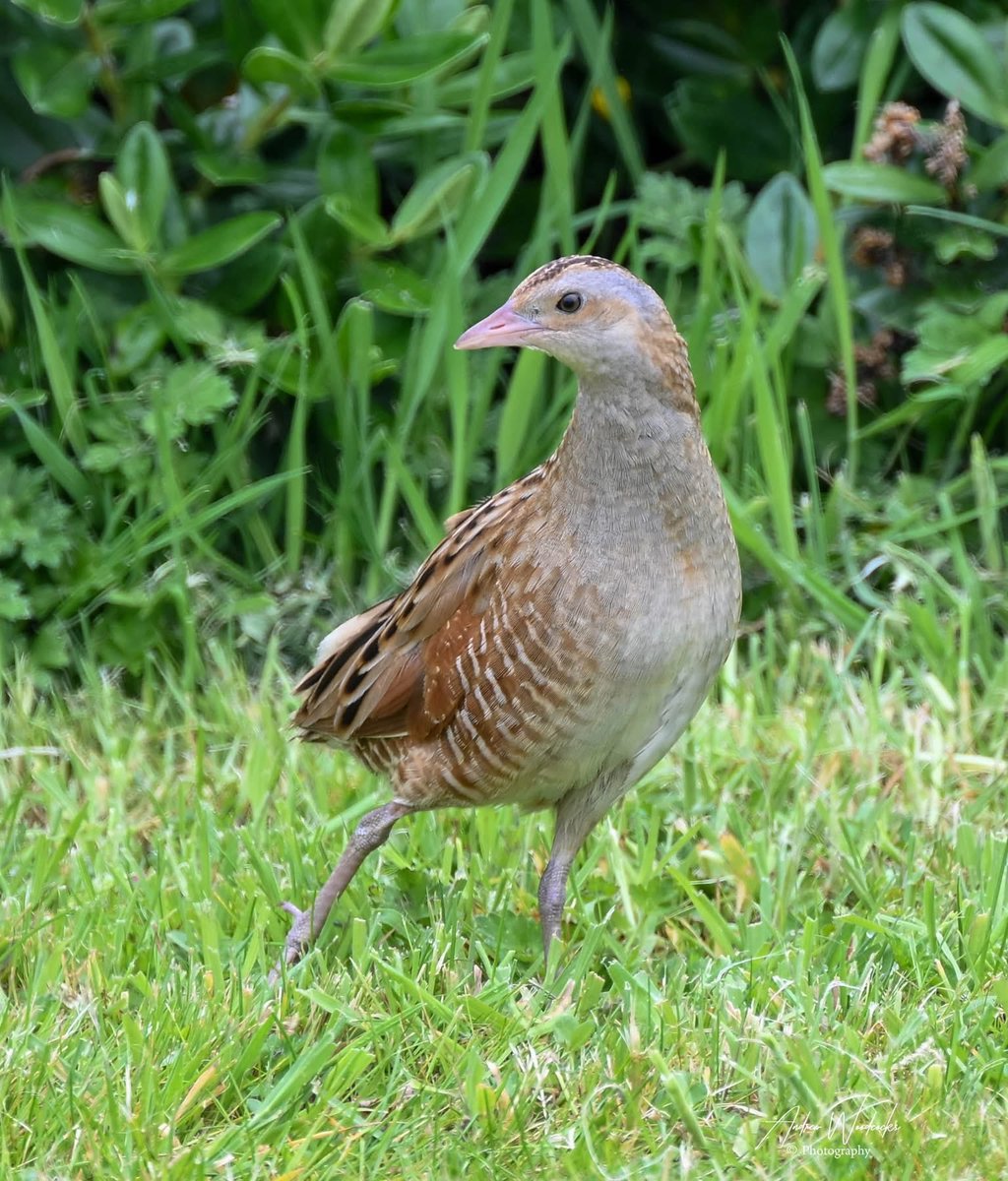 AsWimaging's tweet photo. #corncrake on #mull https://t.co/2kthNC0G0u