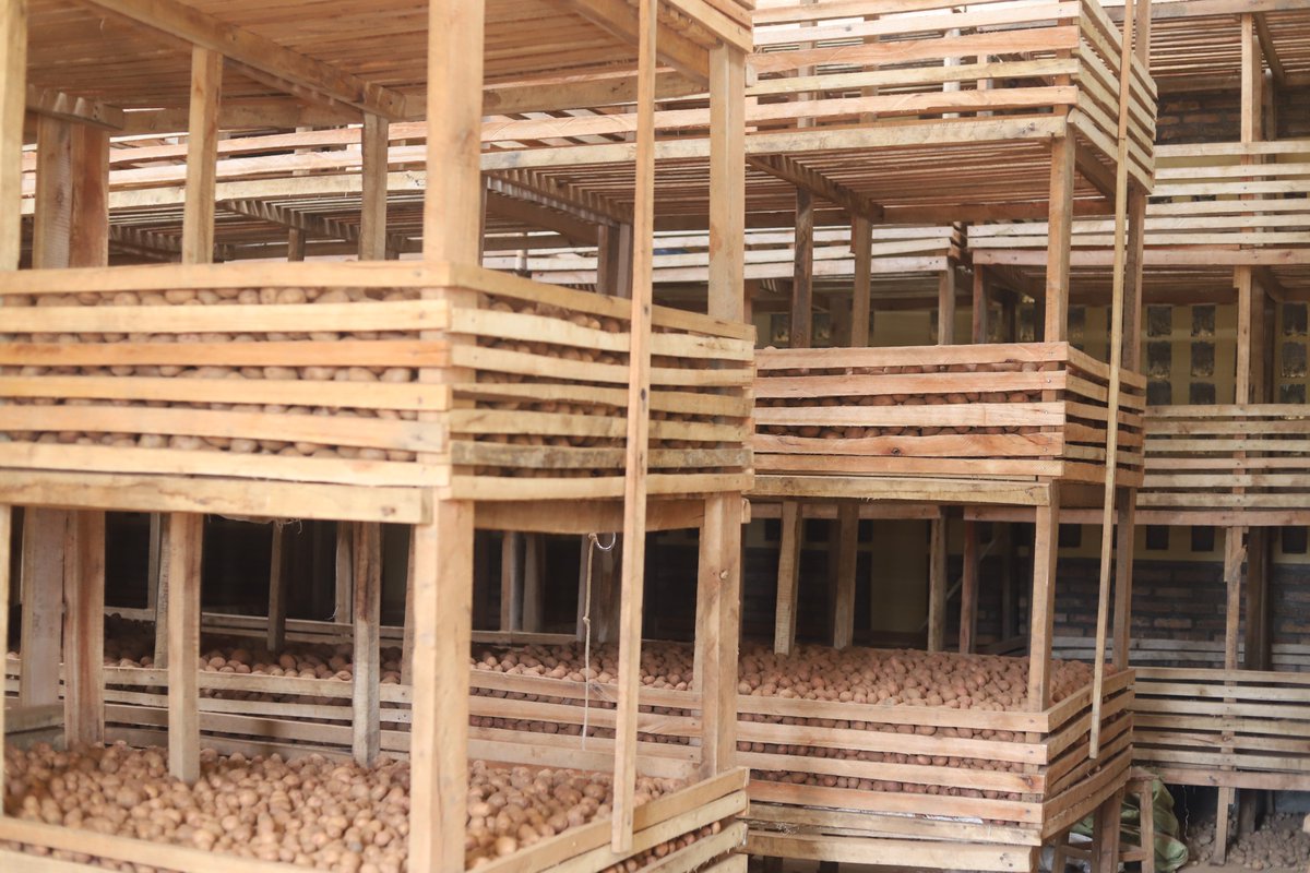CByumba's tweet photo. Farmers sort harvested seed potatoes into three categories: large, medium, and small before storing them in the cooperative warehouse, ensuring quality seed management for future production. https://t.co/CavRVPYZKj