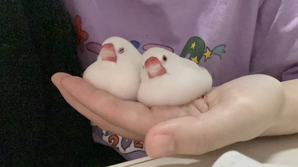 なーみん🐤低浮上 (@namindesu) / Posts / X