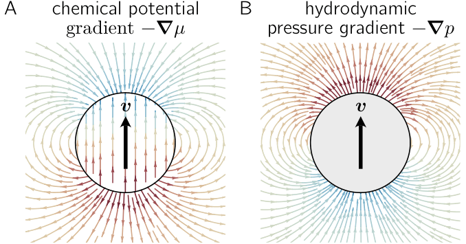 PhysRevE's tweet photo. A new study suggests that motion of #BiomolecularCondensates is different from that of colloidal particles. Externally-controlled dynamic states, such as condensate motion, lead to polarization and dipole force fields.

🔗 https://t.co/9NBhki4ckv https://t.co/uvN3RyBiWY
