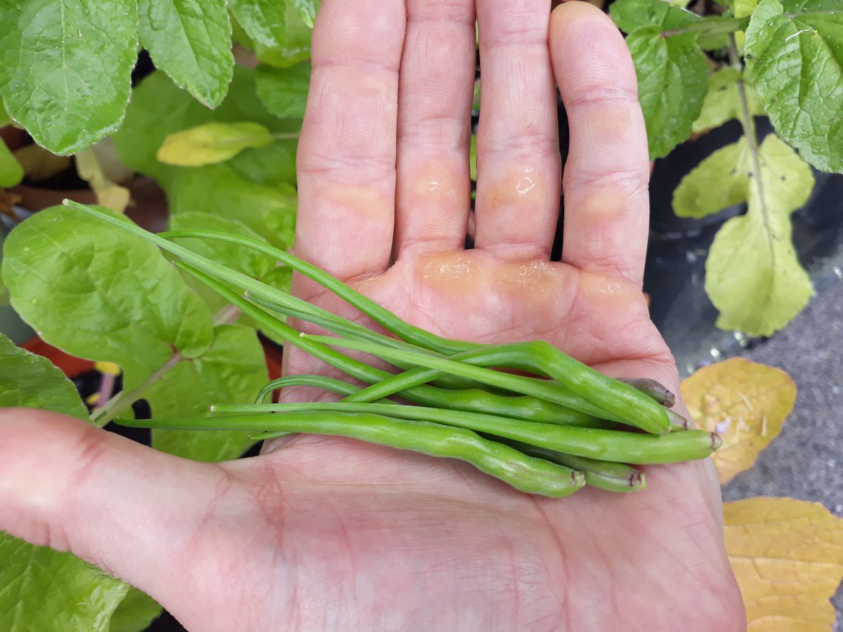 karoryfer's tweet photo. Rat tail radish harvest started today. https://t.co/xSYtqs28Ma