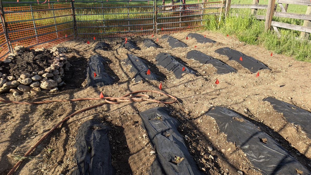 Factor85Labs's tweet photo. The graveyard, I mean GARDEN, THERE ARE DEFINITELY NO BODIES HERE, is sprouting and the deer and voles haven't gotten in yet. https://t.co/lekdSkzrQb