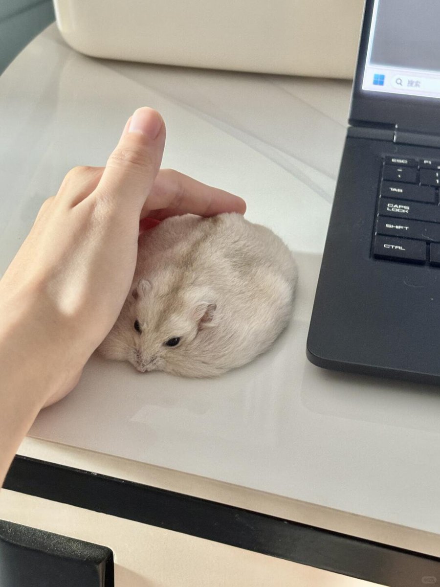 Tweets Of Hamster tweet media