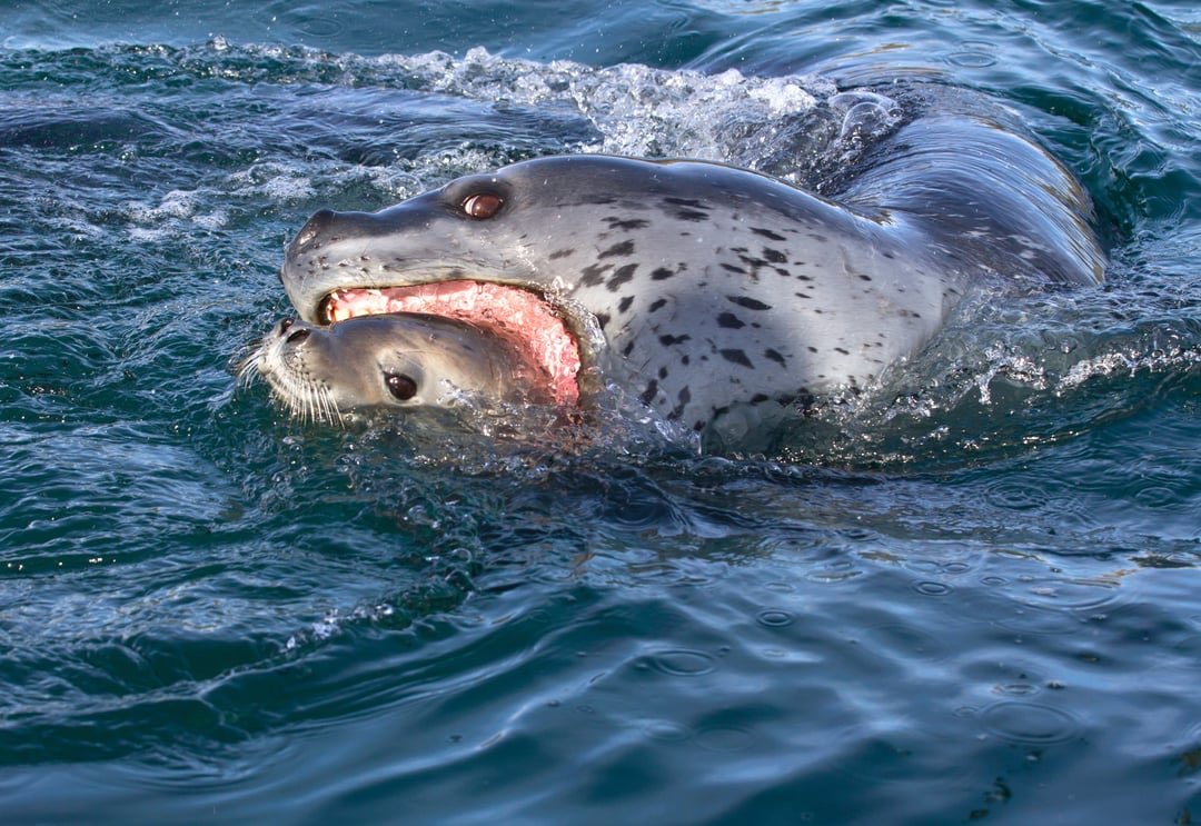 Leopard Seal tweet media