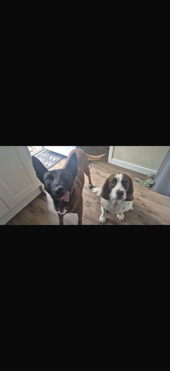 Dogswithjobs41's tweet photo. When your dog walker sends you photos of your dogs 😂😂. Not sure what Loki is doing in one of the photos and then the size of her ears in the other one 😂😂 https://t.co/EKi0dZGDfH