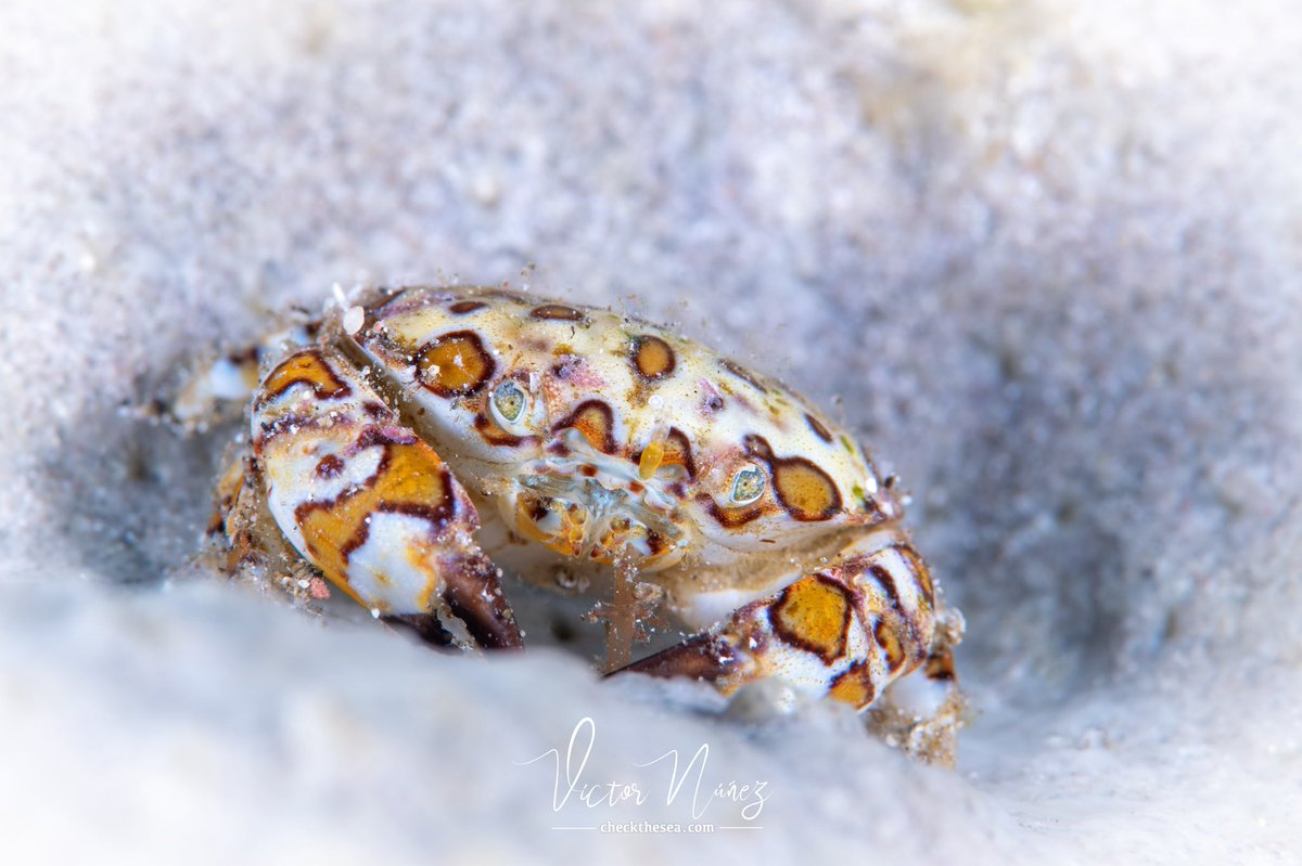 ChecktheSea's tweet photo. El Cangrejo Arlequín es una especie incluida en el Catálogo de Especies Amenazadas de Canarias, … además es el logotipo de mi web ;-)

En el post más información:

➡️ https://t.co/kjuIzoINE8 ⬅️ https://t.co/4Y6HoaOg5w