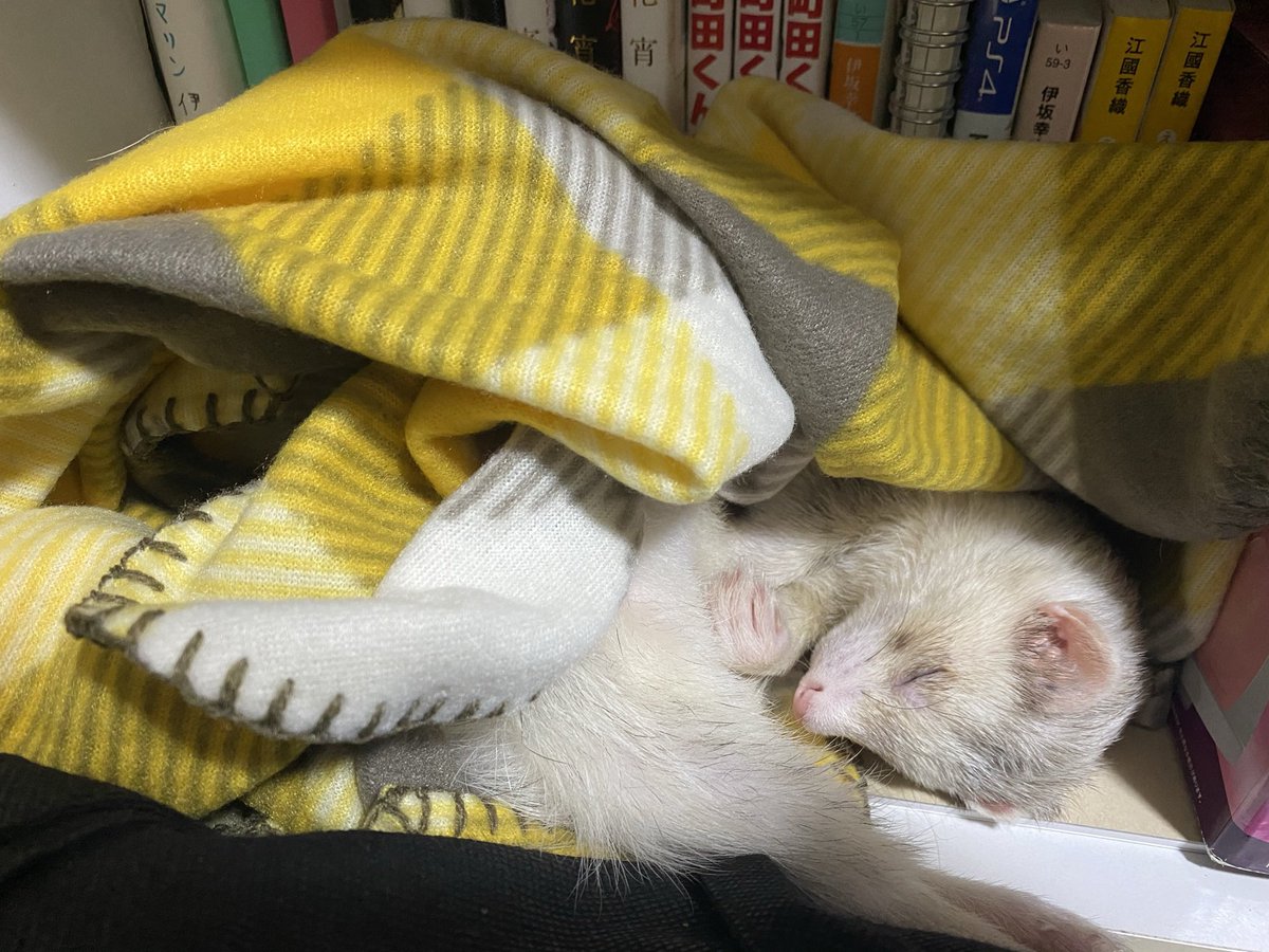 an_pan0423's tweet photo. https://t.co/xdX2ww8mgJ