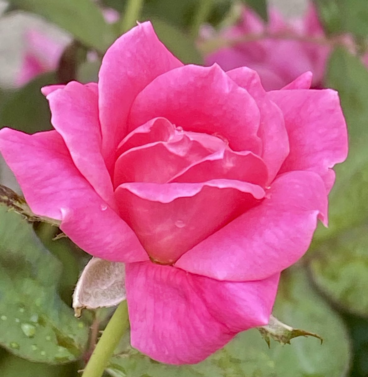 jlVickers47's tweet photo. #WednesdayRose https://t.co/i9YQugOWwL