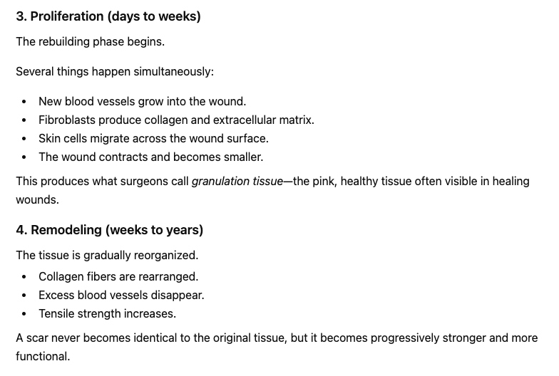 RCarhartHarris's tweet photo. If physical healing process is given a psychedelic therapy linked mental parallel... are these phases resonant with after glow (proliferation) and prolonged integration (remodeling)? https://t.co/boC2qbmS1j