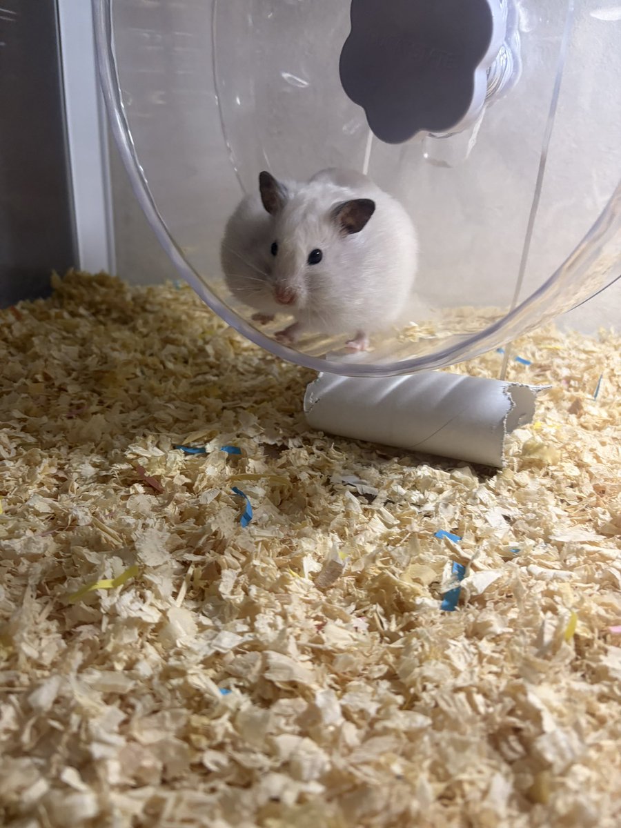 もはやなんの生き物なのかしら？ ハムスターじゃなかったかな？
