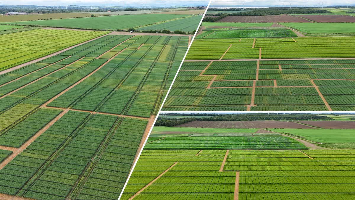 ScotAgCoOp's tweet photo. The Balgonie sites looks glorious, with the current broken weather encouraging disease development and good differences already clearly visible between varieties and treatments. We look to welcome members to the site on the 23rd of June for this year’s Open Day. https://t.co/KnN642uYNS