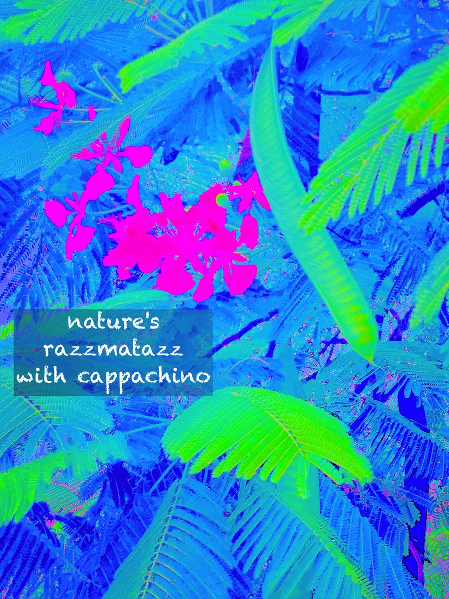 vbvlach's tweet photo. #haiku #Haiga #poetrycommunity #naturephotography #visualpoetry 

nature's
razzmatazz
with cappuccino https://t.co/TpIoPtmz8O