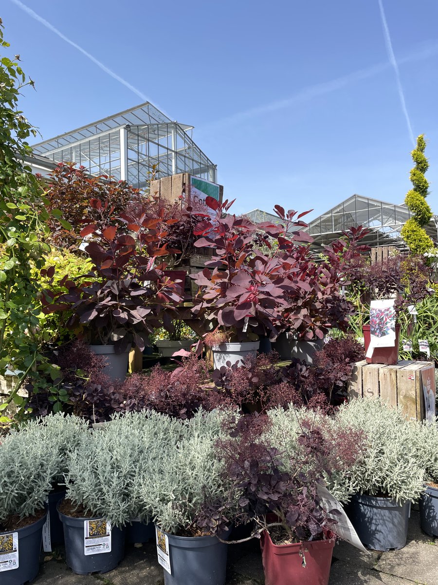Truffaut's tweet photo. Profitez des jolies plantes de nos pépinières pour avoir un avant-goût de l'été ☀️🌴 #jeudiphoto https://t.co/zBhA7vUpJz