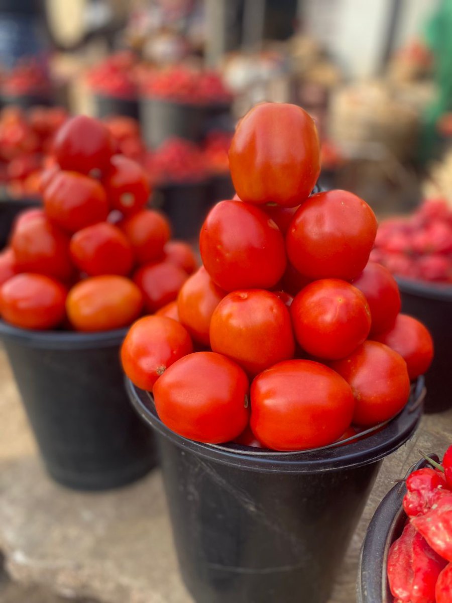 TheEssentialTee's tweet photo. Tomato  15k
Rodo       12k
Tatashe 15k
Bawa      8k

Delivery to anywhere in Ibadan. https://t.co/rJ55nQggLn