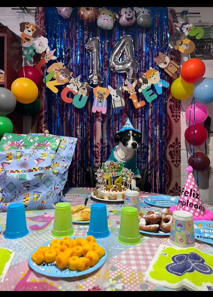 Animalesaprieto's tweet photo. Hola soy tomas y cumplo 14 añitos🥰🥳 https://t.co/btWmBkEkjn