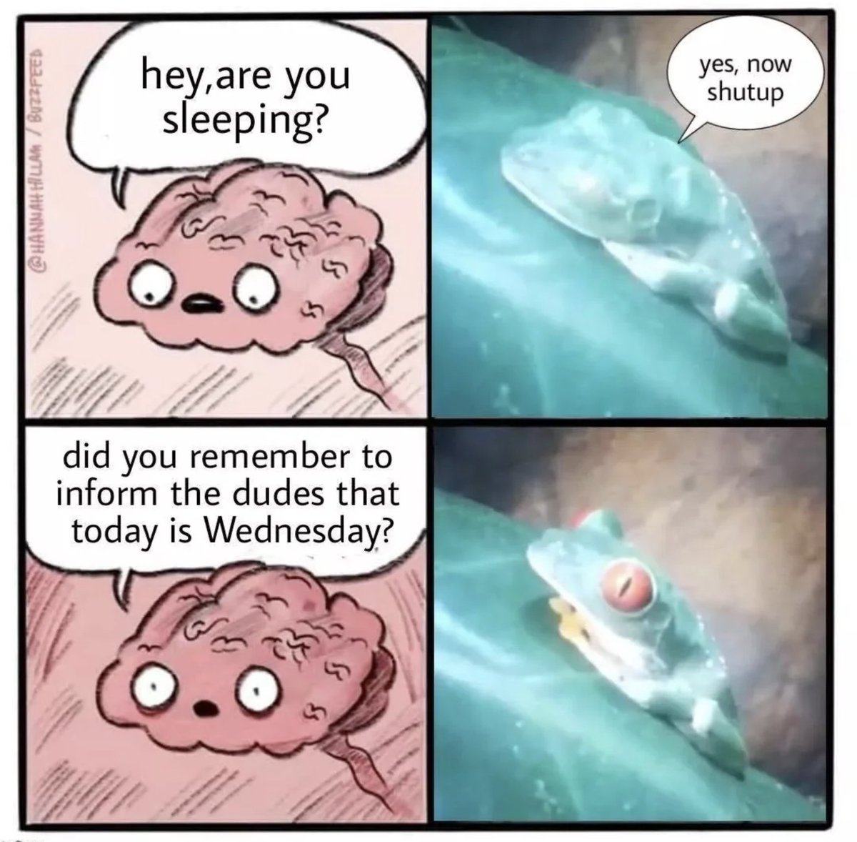 Vaghammer69420's tweet photo. It is Wednesday my dudes 🐸 https://t.co/roOaJMvIJu