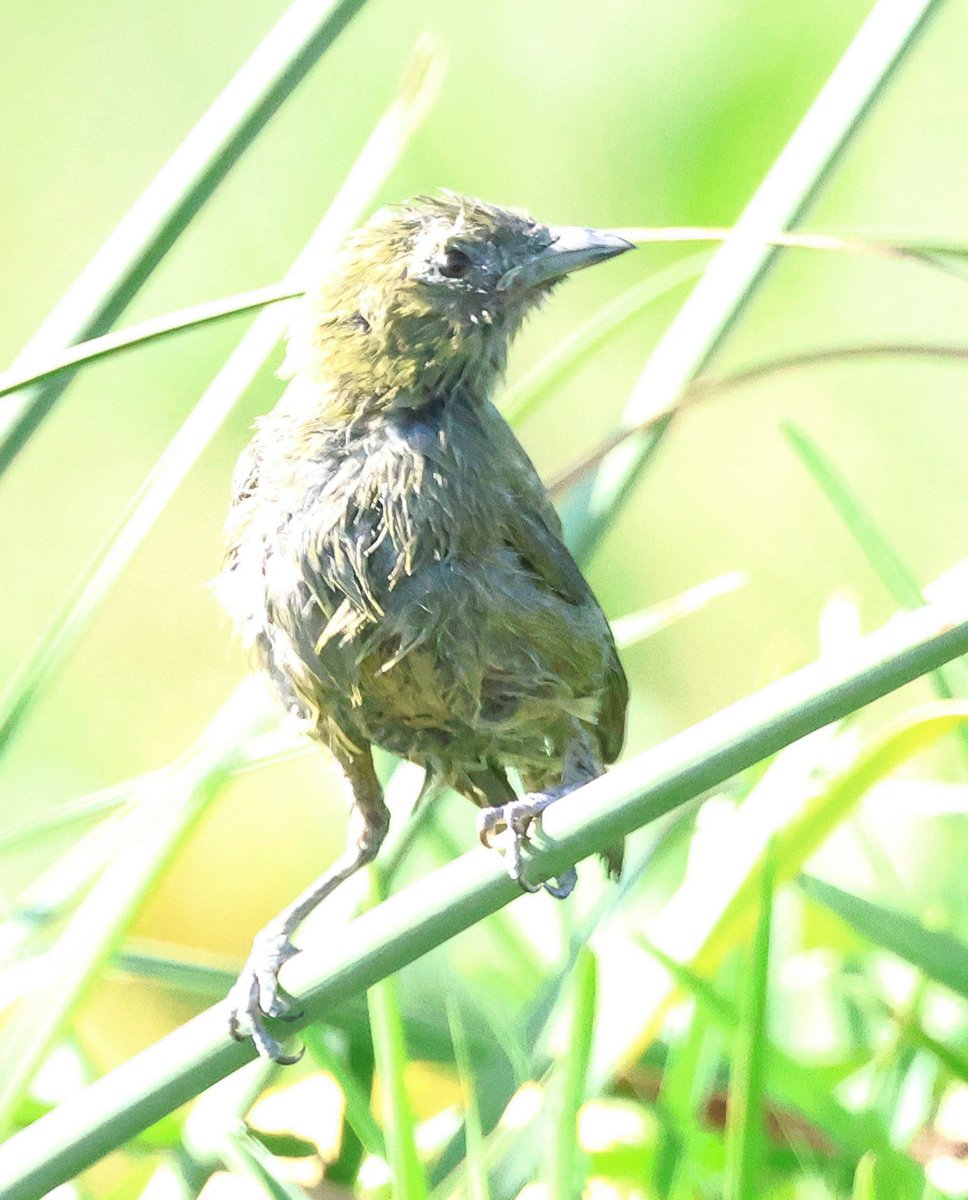 PhilNovis's tweet photo. A very scruffy Palm Tanager.  Think it had just had a bath but also in moult? Flight feathers look very ropey. Paraty,  Brazil https://t.co/ieePDG7mnZ