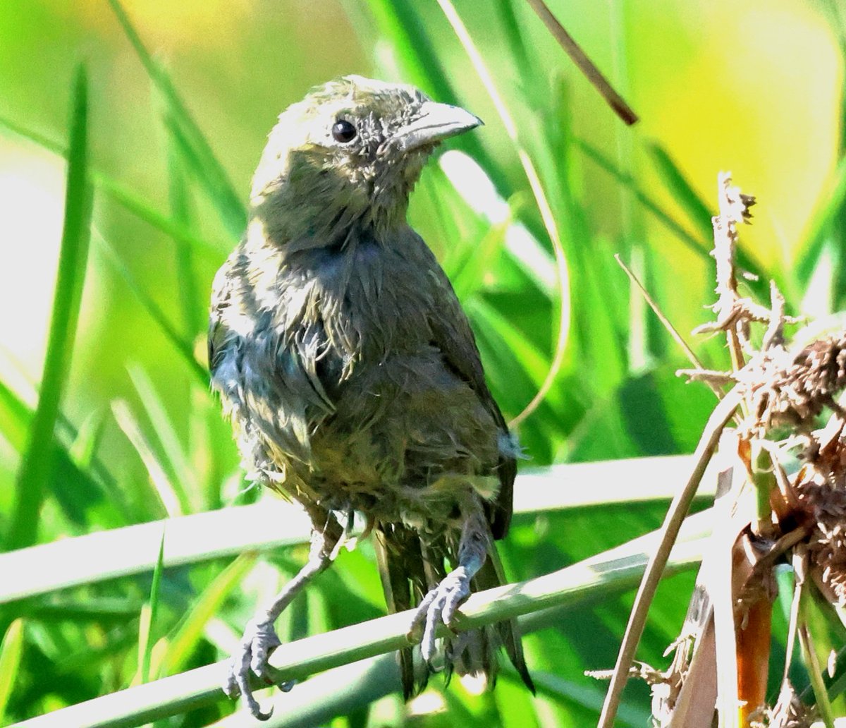 PhilNovis's tweet photo. A very scruffy Palm Tanager.  Think it had just had a bath but also in moult? Flight feathers look very ropey. Paraty,  Brazil https://t.co/ieePDG7mnZ