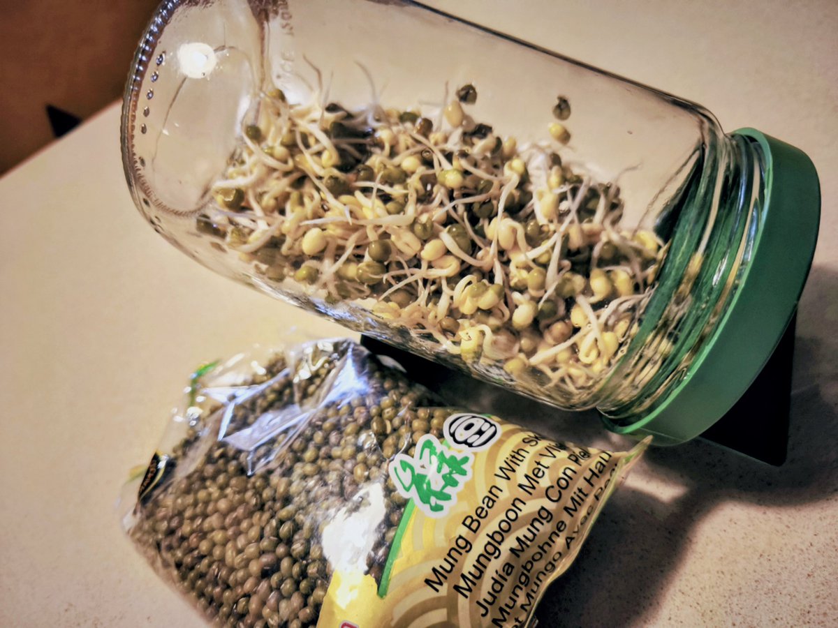 MINENKA's tweet photo. とっくに賞味期限が切れてる緑豆が出てきた。
モヤシ出来るかなと、
スプラウトポットでやってみたら、どんどん発芽して楽しい。 https://t.co/SVsInURxMa