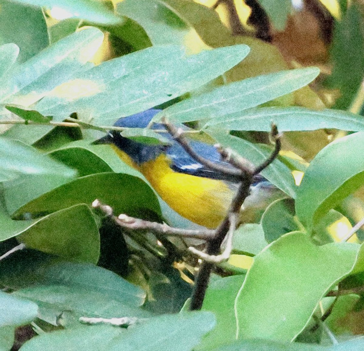 PhilNovis's tweet photo. Record shot of Tropical Parula. Quite a distinctive call and fairly common but stay hidden the canopy. Paraty,  Brazil https://t.co/xBOha80OGE