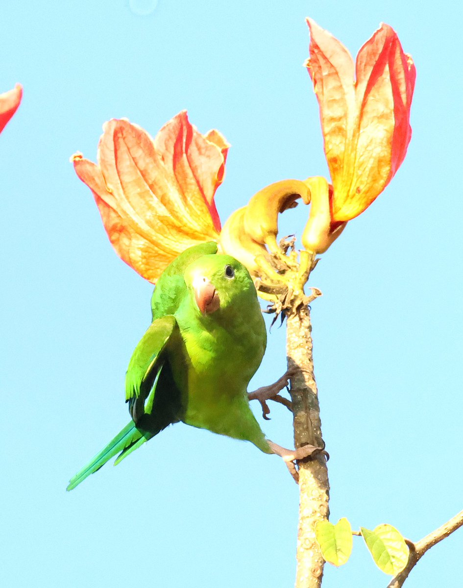 PhilNovis's tweet photo. Plain Parakeet,  Paraty,  Brazil https://t.co/6Rm5juACN1