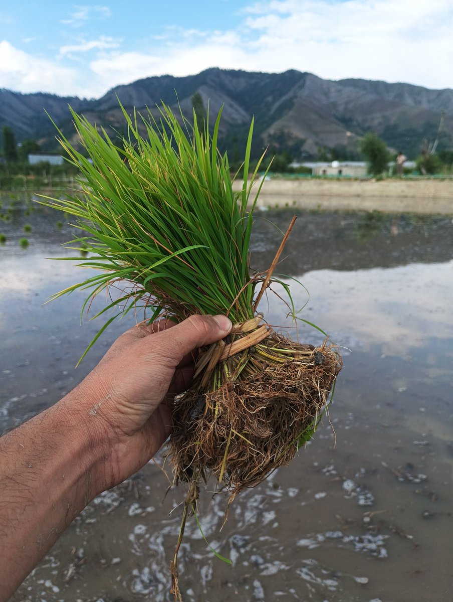 AdnanAltaf2027's tweet photo. Paddy Season 💚 
#kashmir 
#paddyseason 
#summer 
#Kokernag kokernag https://t.co/ErVllT1jcc
