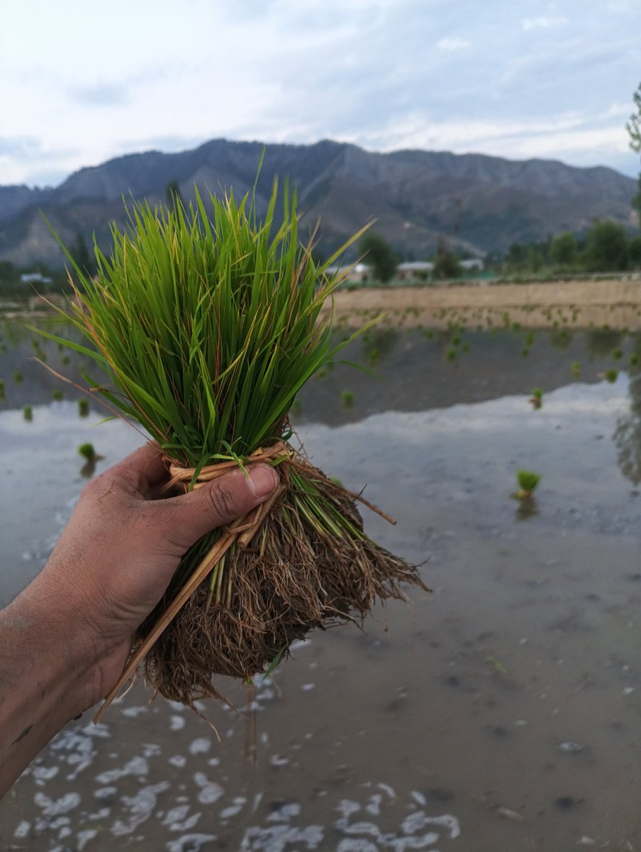 AdnanAltaf2027's tweet photo. Paddy Season 💚 
#kashmir 
#paddyseason 
#summer 
#Kokernag kokernag https://t.co/ErVllT1jcc