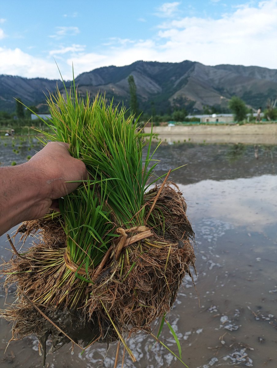 AdnanAltaf2027's tweet photo. Paddy Season 💚 
#kashmir 
#paddyseason 
#summer 
#Kokernag kokernag https://t.co/ErVllT1jcc