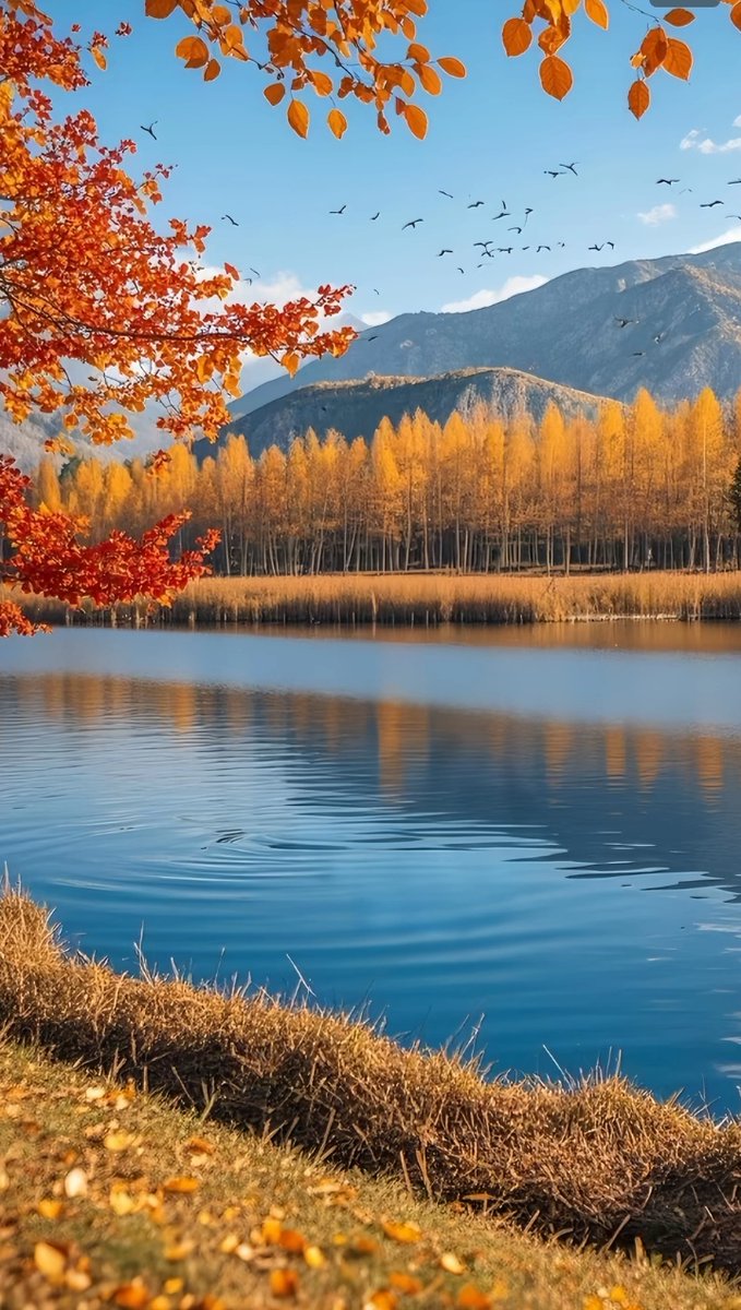 meg38469's tweet photo. Just sat by the window watching autumn leaves dance—this little quiet moment made my heart feel soft and full today. ， https://t.co/rQ4G1xw6DZ