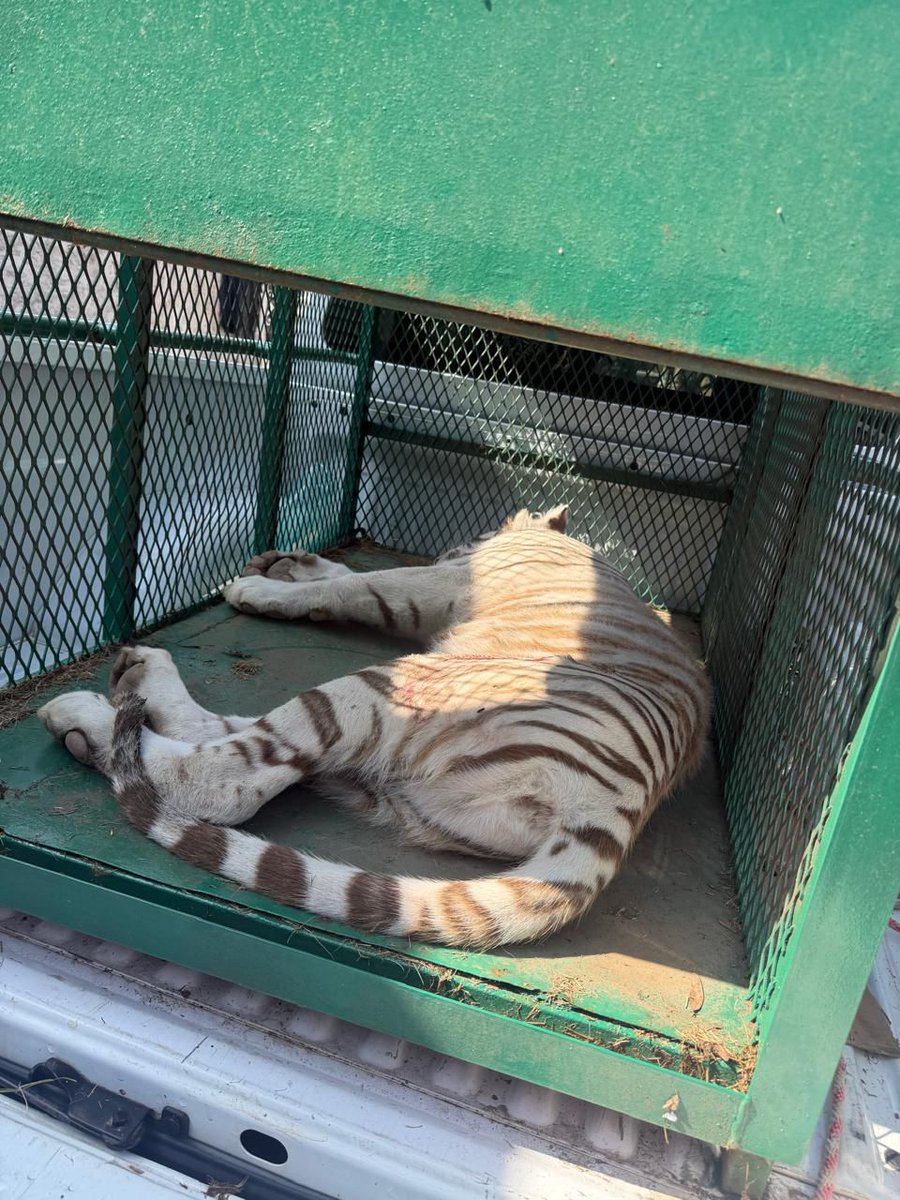 FrontalMich's tweet photo. En las últimas 48 hrs la Fiscalía de Michoacán ha asegurado dos felinos, un tigre en #Ecuandureo y un Jaguar en #Zitácuaro. https://t.co/SVjoxSPvPL
