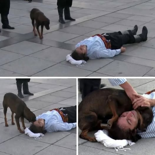 Dede38__'s tweet photo. Türkiye'de bir sokak tiyatrosu gösterisi sırasında sahneye çıkan bir sokak köpeği, beklenmedik bir şekilde ilgi odağı oldu ve izleyen herkesin kalbine dokundu.
Oyuncu Numan Ertuğrul Uzunsoy, karakterinin yaralandığı ve acı içinde yerde kıvrandığı duygusal bir sahneyi canlandırıyordu. Performansı son derece etkileyiciydi ve seyircileri tamamen hikâyenin içine çekmişti.
Ancak izleyiciler arasında bunun sadece bir oyun olduğunu bilmeyen biri vardı.
Uzunsoy yerde yatıp karakterinin acısını canlandırmaya devam ederken, bir sokak köpeği aniden kalabalığın arasından çıktı ve doğrudan sahneye yürüdü. Hiç tereddüt etmeden oyuncunun yanına giden köpek, sanki onun gerçekten yaralandığına inanmış gibiydi.
Sonrasında yaşananlar ise izleyenleri hayrete düşürdü.
Köpek nazikçe başını Uzunsoy'un üzerine koydu ve bir patisini ona uzatarak onu teselli etmeye ve korumaya çalıştı. Bu içten davranış gösteriyi adeta durdurdu. Seyirciler, hayvanın tamamen samimi ve içgüdüsel görünen endişesini şaşkınlıkla izledi.
İnsanlar bunun önceden planlanmış bir sahne olmadığını fark edince kalabalık alkışlarla karşılık verdi.
Birkaç dakika boyunca oyun ile gerçeklik arasındaki çizgi kayboldu. Oyuncunun çektiği acı kurgu olsa da köpeğin gösterdiği şefkat gerçekti.
Daha sonra Uzunsoy, bu karşılaşmayı kariyerinin en dokunaklı anlarından biri olarak tanımladı. Kendisi sadece rol yapıyor olsa da köpeğin tepkisinin son derece samimi ve duygulandırıcı olduğunu söyledi. Hayvan, bir senaryoya değil, yardıma ihtiyacı olduğunu düşündüğü canlı bir varlığa tepki vermişti.
Bu etkileyici an kısa sürede dünyanın dört bir yanındaki insanların ilgisini çekti. Çünkü çoğu zaman gözden kaçırılan önemli bir gerçeği hatırlatıyordu: Empati her zaman kelimelere ihtiyaç duymaz.
Bazen en beklenmedik yerlerde ortaya çıkar.
Hiçbir eğitim almamış, talimat verilmemiş ve tiyatronun ne olduğunu bilmeyen bir sokak köpeği, karşısında acı çekiyor gibi görünen birini gördü ve ona nezaketle karşılık verdi.
Özenle planlanmış gösteriler ve prova edilmiş duygularla dolu bir dünyada, gösterinin en unutulmaz kısmı köpeğin spontane şefkat gösterisi oldu.
O ana tanıklık eden herkes için bu olay, en saf empati örneklerinin çoğu zaman bir senaryoya ihtiyaç duymadan ortaya çıktığını hatırlatan güzel bir anı olarak kaldı — ve bazen dört patinin üzerinde gelir. 🐾❤️
