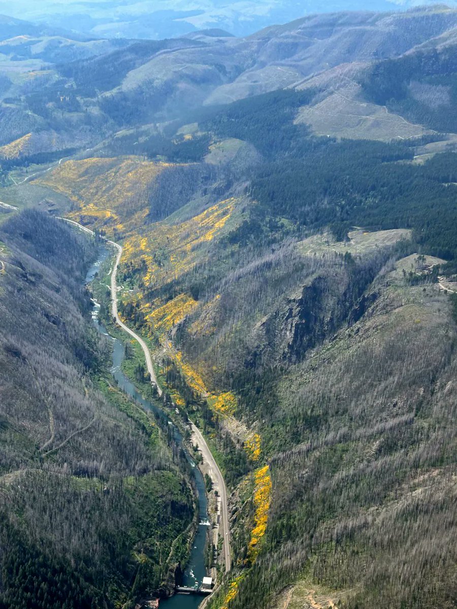 ZachsORoutdoors's tweet photo. Once planted to beautify state highways, Scotch broom has become an invasive plague in Oregon’s wildfire scars — particularly in the Santiam Canyon. I went down the rabbit hole on where it came from, whether it increases wildfire danger, why it spreads: https://t.co/y9sEHhrN4G https://t.co/VhHLJcr8QW