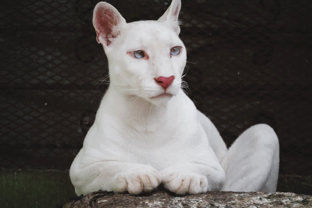 despacho505's tweet photo. 🐾Así está Itzae, la puma albina nacida en Nicaragua que está por cumplir tres años el próximo mes de julio. Considerada uno de los ejemplares más raros del mundo, continúa creciendo y sorprendiendo a quienes visitan el Zoológico Thomas Belt de Juigalpa. https://t.co/rDvAvN9Ehr