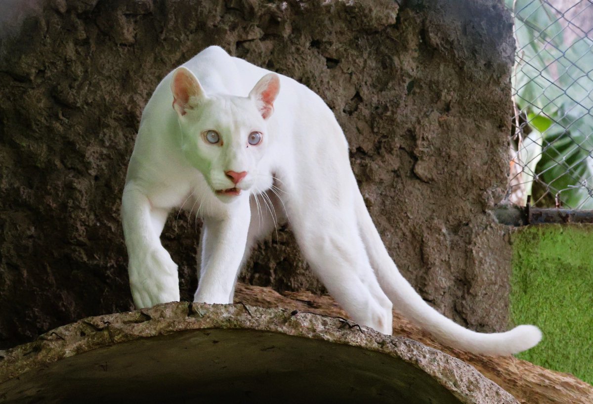 despacho505's tweet photo. 🐾Así está Itzae, la puma albina nacida en Nicaragua que está por cumplir tres años el próximo mes de julio. Considerada uno de los ejemplares más raros del mundo, continúa creciendo y sorprendiendo a quienes visitan el Zoológico Thomas Belt de Juigalpa. https://t.co/rDvAvN9Ehr