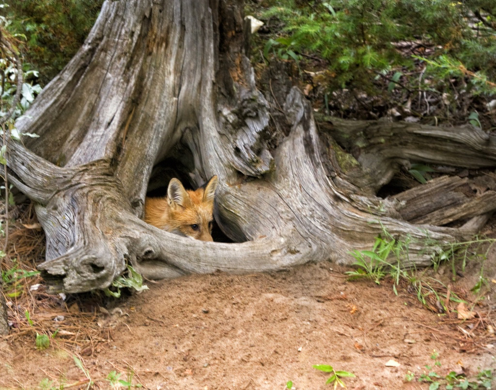Give A Shit About Nature tweet media
