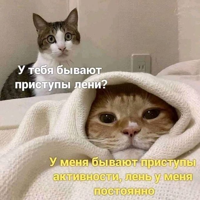 catsilcats's tweet photo. мы https://t.co/O1d6NPbOMU