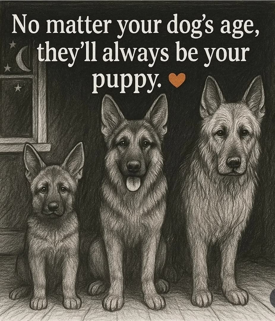 _XDogs's tweet photo. https://t.co/JclPaFARdi
