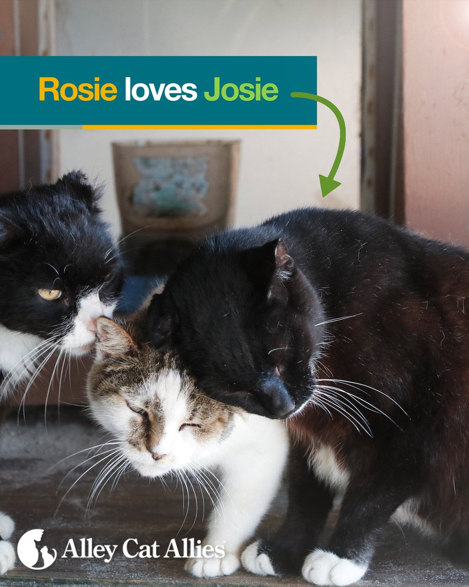alleycatallies's tweet photo. Community cats like Rosie deserve to live full lives in their outdoor homes, alongside the feline families they are bonded with. We work every day to ensure laws and policies protect them so they can. 💙

What makes a lifesaving law for community cats? Learn more at https://t.co/ulQcBSBro6

Then, tell us about the community cats YOU care for and love!