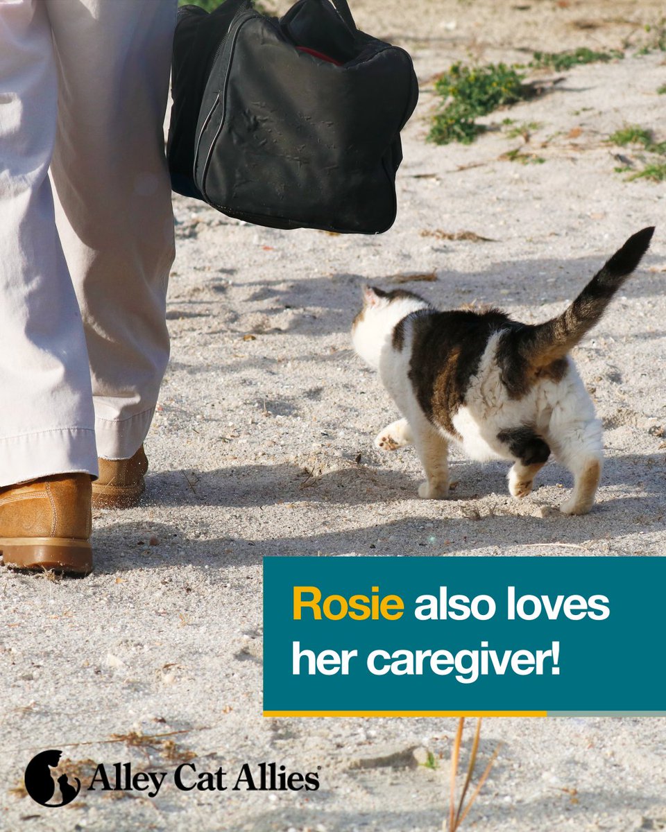alleycatallies's tweet photo. Community cats like Rosie deserve to live full lives in their outdoor homes, alongside the feline families they are bonded with. We work every day to ensure laws and policies protect them so they can. 💙

What makes a lifesaving law for community cats? Learn more at https://t.co/ulQcBSBro6

Then, tell us about the community cats YOU care for and love!