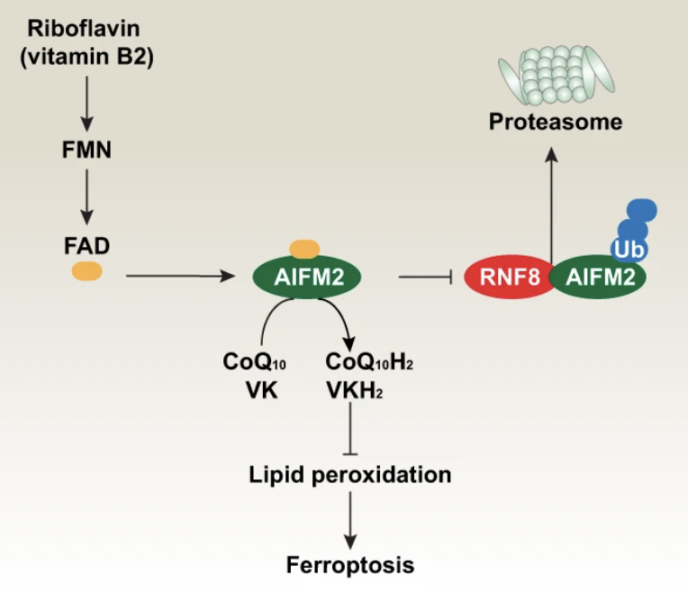 cddpress's tweet photo. “When vitamins decide life or death”

Explore the multilayered model of vitamin-dependent regulation of cell death in our latest Editorial by Daolin Tang, @melino_G, and Guido Kroemer ⤵️
https://t.co/GzsoFBFn1G https://t.co/zh6MolvpOA