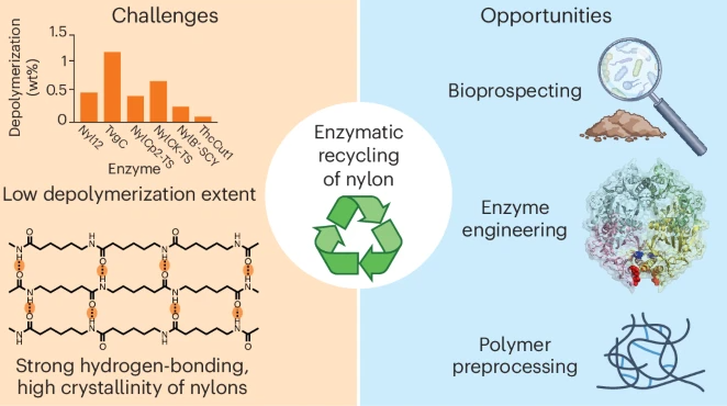 nchembio's tweet photo. A new Perspective details the current bottlenecks and outlines a research roadmap in biocatalytic nylon recycling

https://t.co/lveWlVyXaj https://t.co/i12ye2xAe3