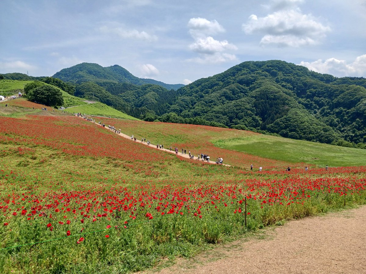 onimucha0223's tweet photo. 数年振りに行って来ました。

#天空のポピー
#埼玉
#観光地 https://t.co/XKYEwredi2
