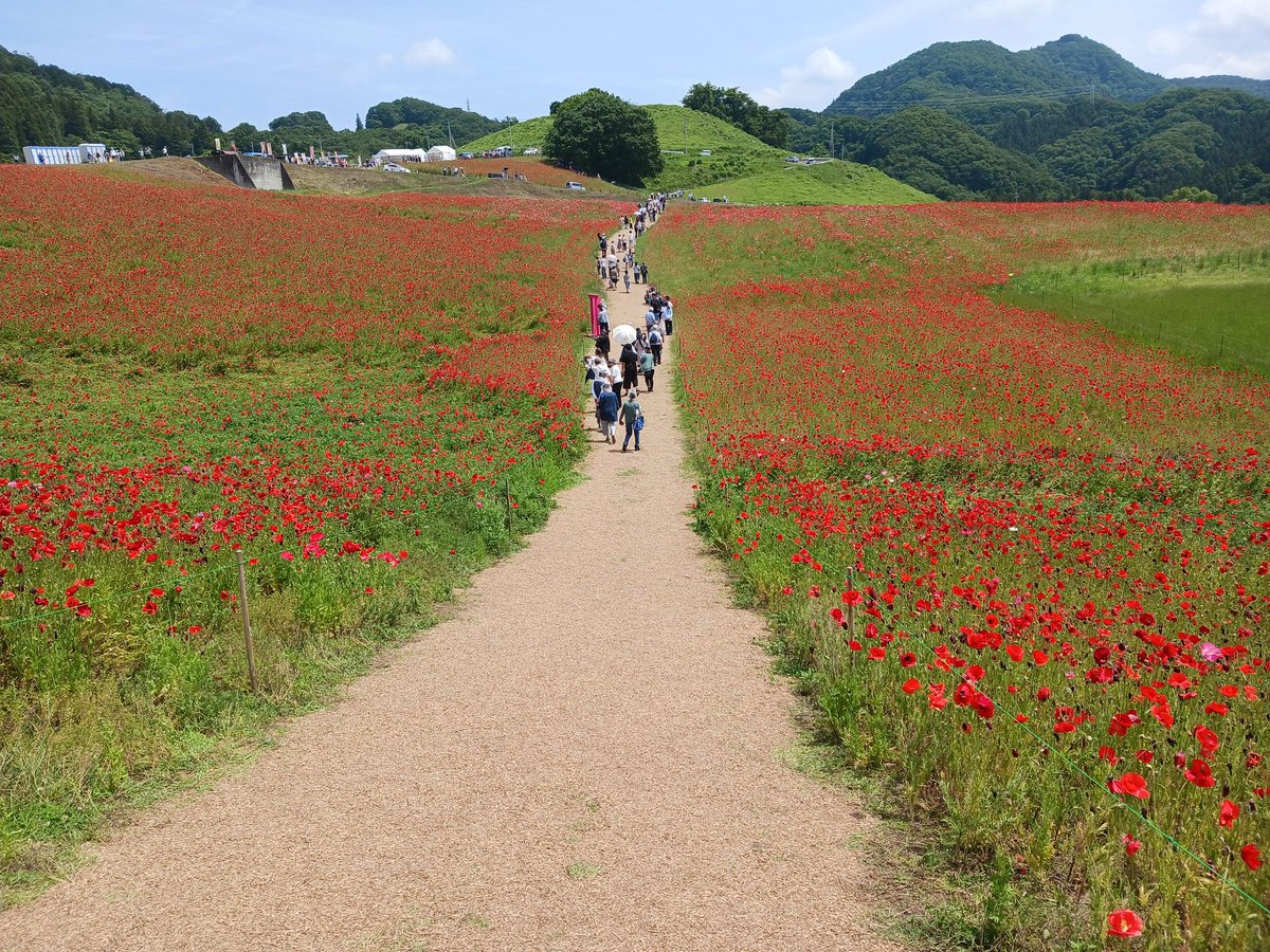 onimucha0223's tweet photo. 数年振りに行って来ました。

#天空のポピー
#埼玉
#観光地 https://t.co/XKYEwredi2